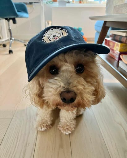 Custom Dog Dad Hats  Your Pet on Your Dad Hat