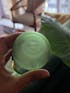 Glass Tumblers - Green