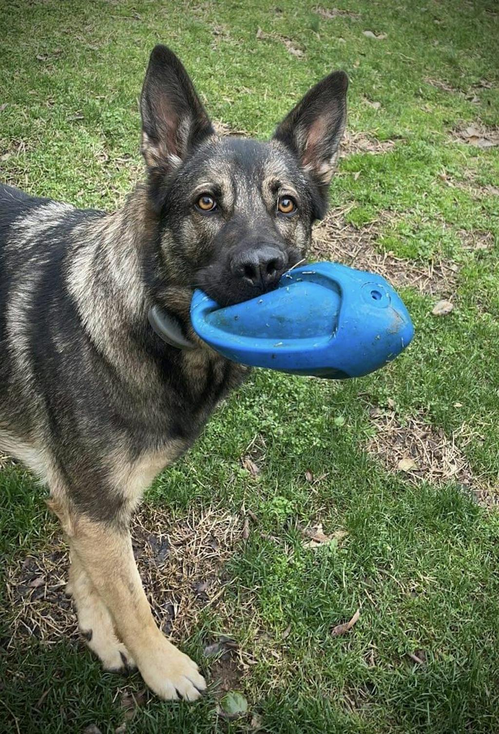 A German Shepherd holding a blue toy in its mouth while standing on grass.