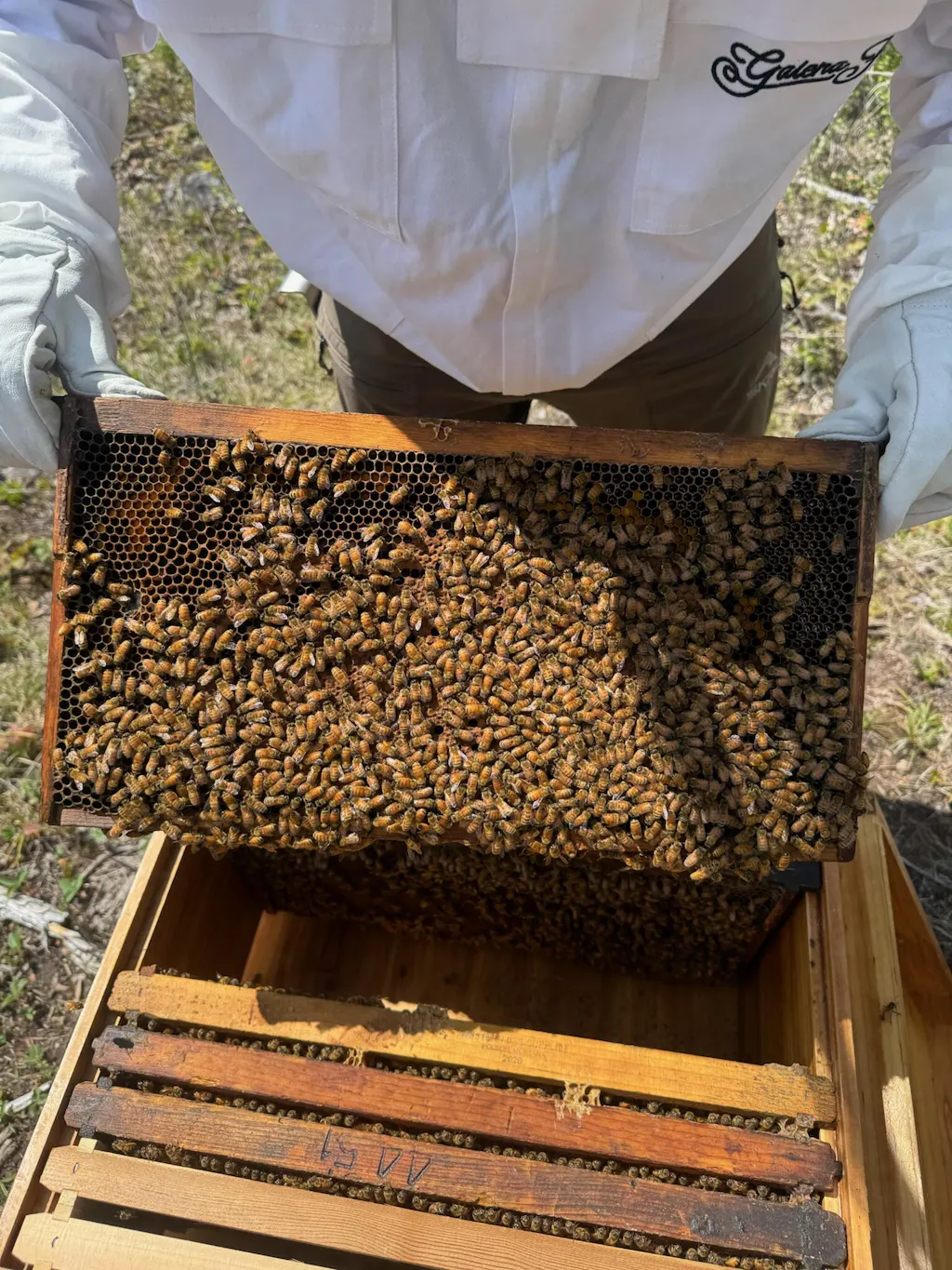 Hoover Hives Deep Brood Box Kit – 8 or 10 Frame with Wax-Coated