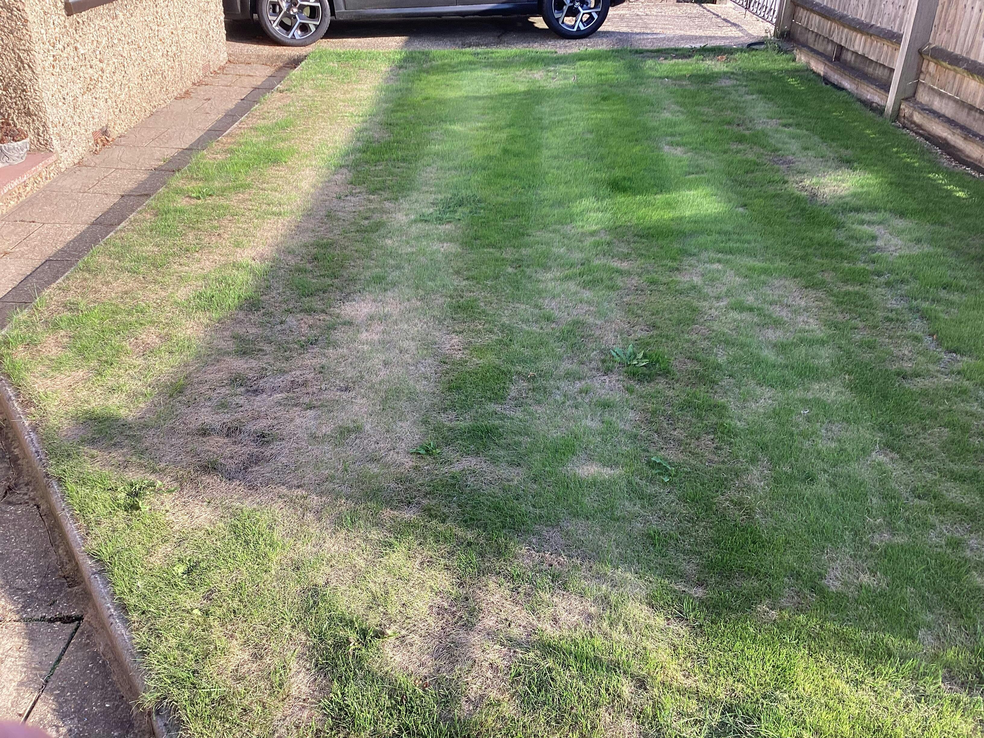 Premium Hard Wearing Grass Seed Garden Lawncare Guy
