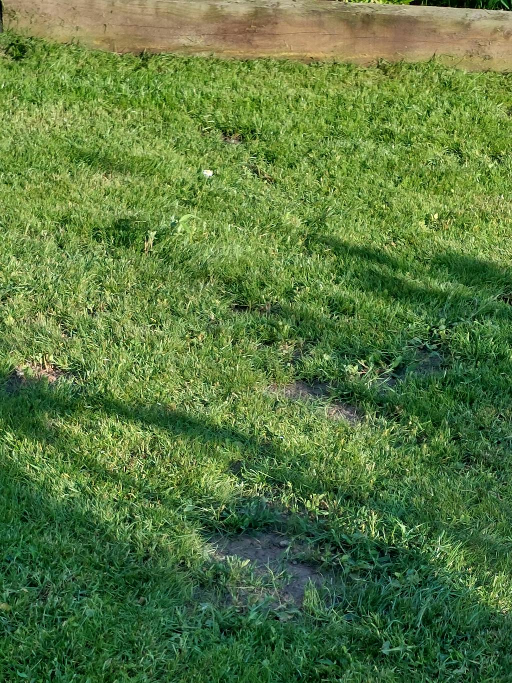 Premium Hard Wearing Grass Seed Garden Lawncare Guy Lawncare Made Easy