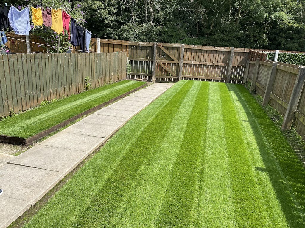 American Dark Green Grass Seed Garden Lawncare Guy