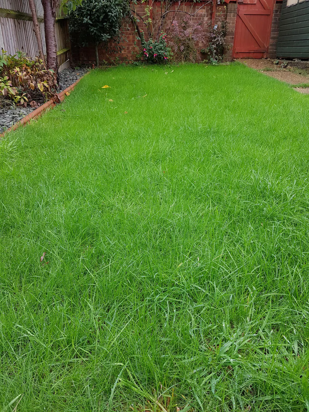 Grass Seed for Shaded Areas Garden Lawncare Guy