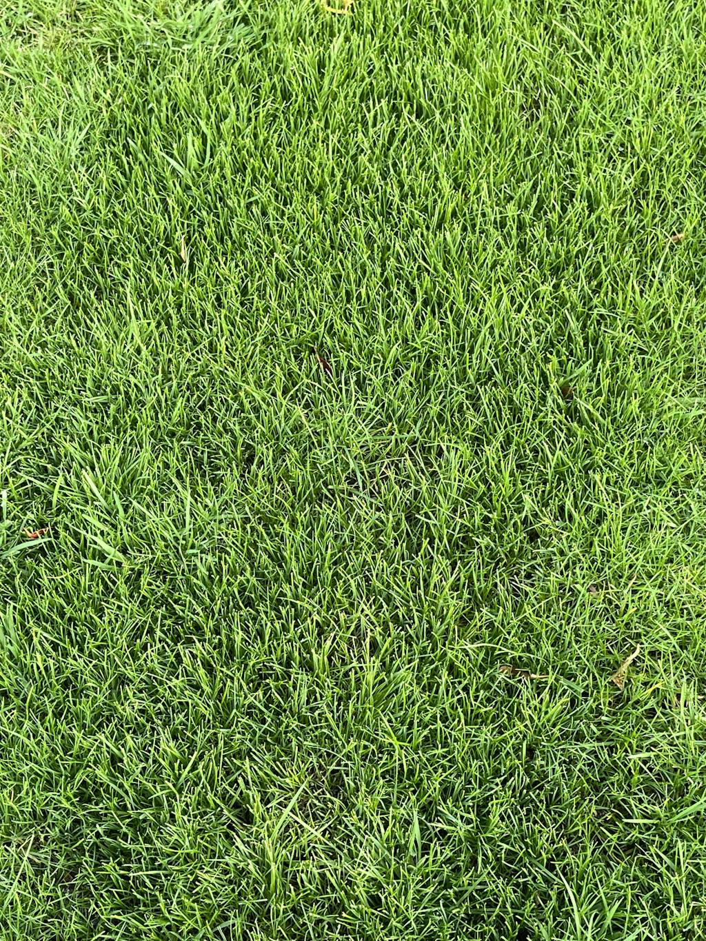 Dark Green Grass Seed & Fertiliser - Garden Lawncare Guy - Lawncare ...