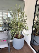 Olivo XXXL + Macetero Bruma - Elige tu color