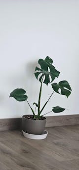Monstera Deliciosa L+ Macetero Cuenco - Elige tu color