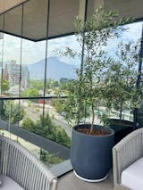 Olivo XXXL + Macetero Bruma - Elige tu color