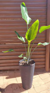 Strelitzia Nicolai XXL (Ave del paraíso)