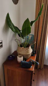 Filodendro Longifolio +  Canasto - Elige el que más te guste