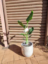 Strelitzia Nicolai XL (Ave del paraíso) + Macetero Bruma - Elige tu color