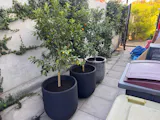 Kumquat XXL + Macetero Bruma - Elige tu color