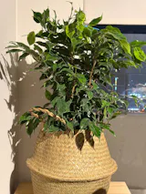 Ficus Benjamina Anastasia + Canasto - Elige el que más te guste