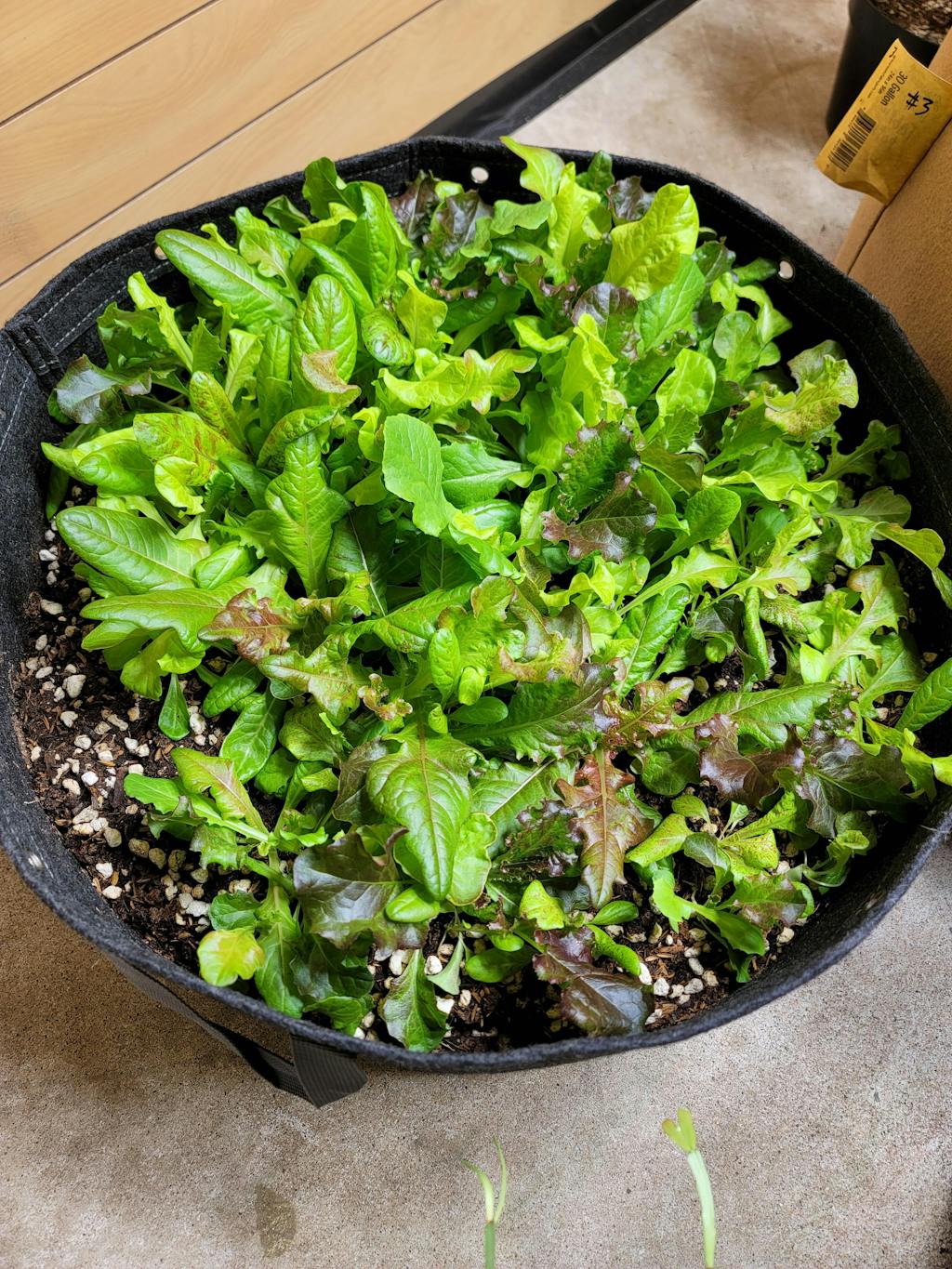 Seed Savers Exchange Lettuce, Seed Savers Mixture GARDEN SUPPLY GUYS