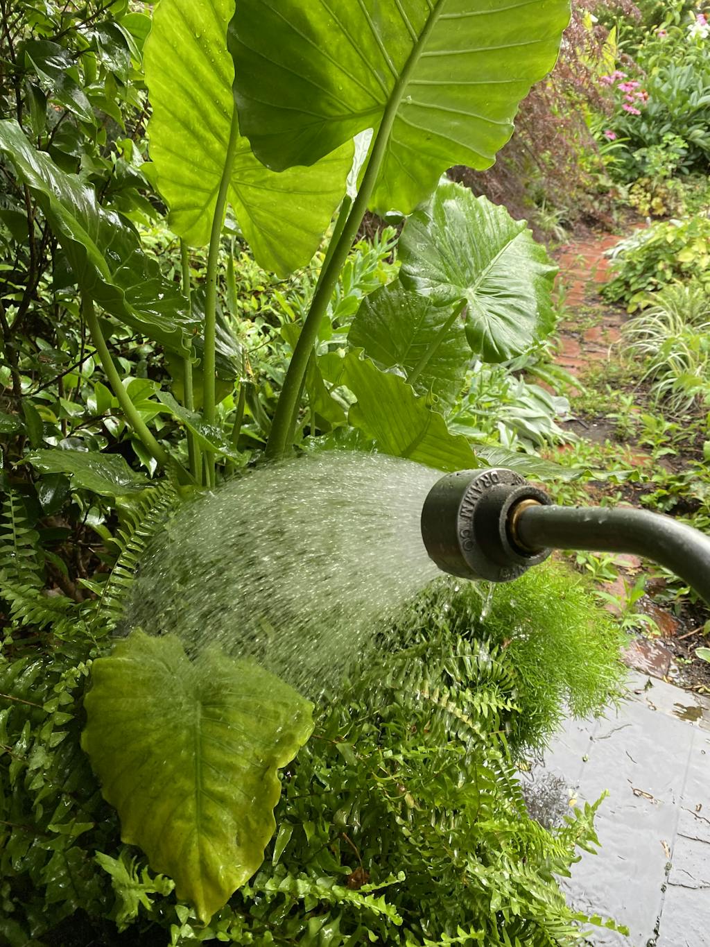 Professional Watering Wand by Dramm Garden Tool Company