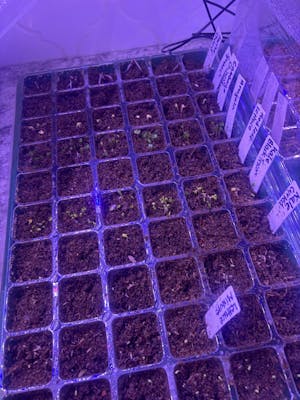 New Year Seed System