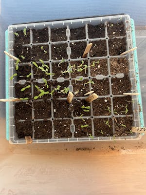 10 Essential Garden Seeds - Free with Shipping