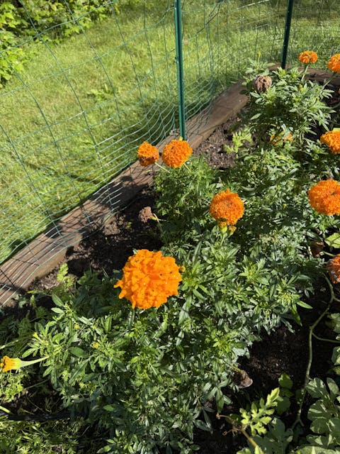 10 Essential Garden Seeds - Free with Shipping