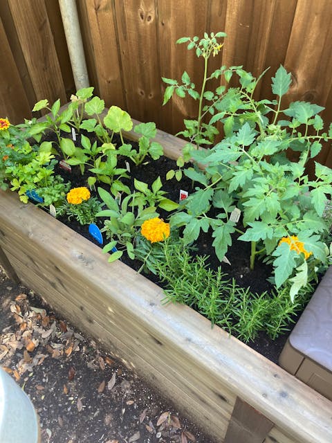 Gardenary Cedar Raised Garden Beds with Trim