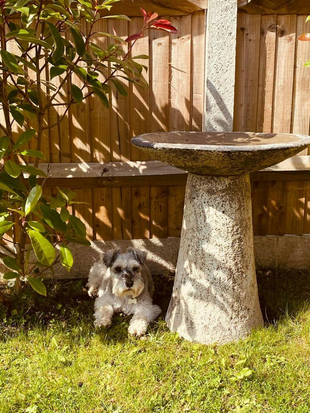 Garden Stone Bird Bath Salt Glaze Gardenesque