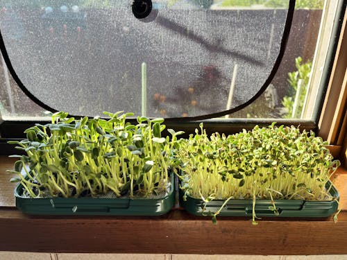 Sprouthouse | Microgreen kit with reusable steel mesh