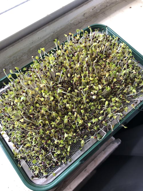 Sprouthouse | Microgreen kit with reusable steel mesh