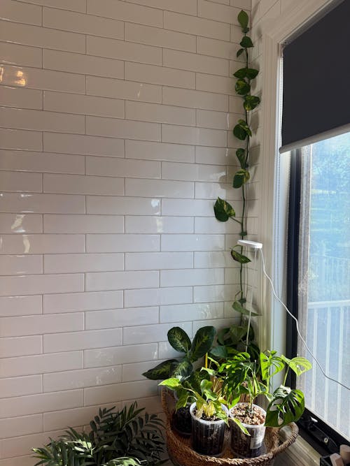 Leaf Shaped Plant And Cable Clips (10 Pack)