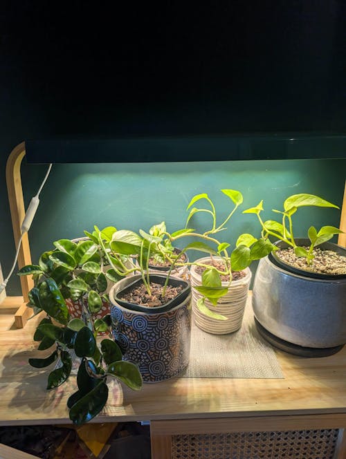 Sun Patch | Tabletop full spectrum LED grow light with controller