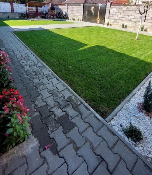 Semințe Gazon Carpați, cu frunză subțire, pentru zone cu umbră