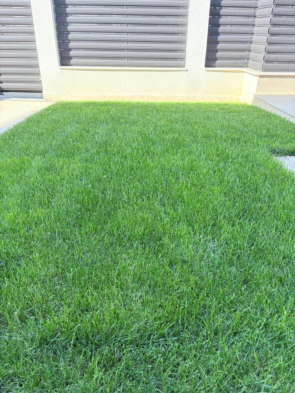 Îngrășământ gazon Starter pentru însămânțare, supraînsămânțare și reabilitare