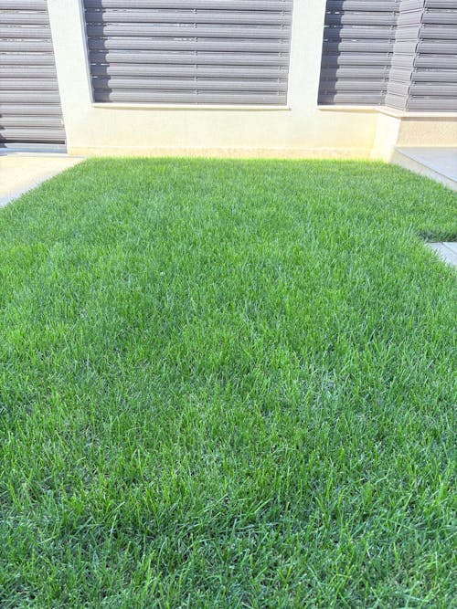 Îngrășământ gazon Starter pentru însămânțare, supraînsămânțare și reabilitare