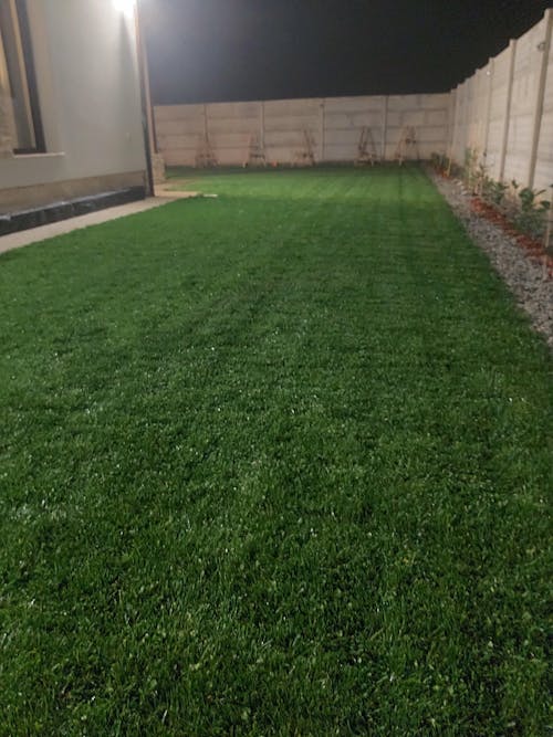 Semințe de Microtrifoi pentru utilizare individuală sau în combinație cu gazon