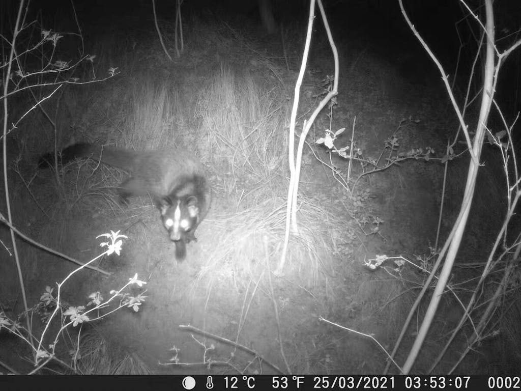 IcoFiss Wireless Water Resistant, Scouting Night Vision Trail Camera