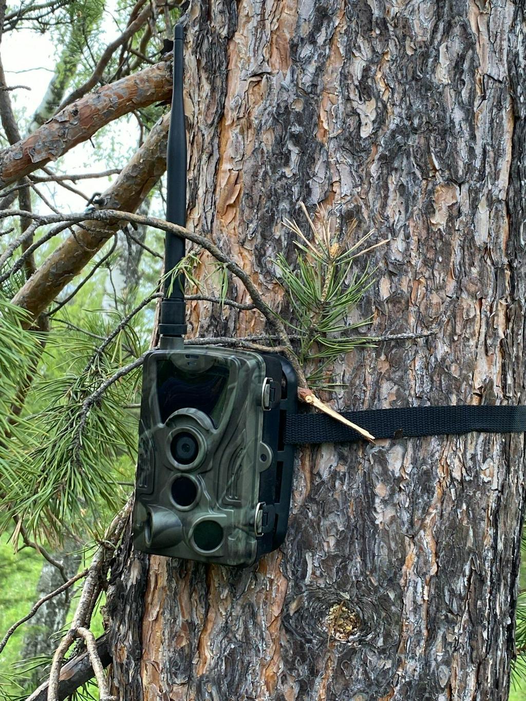 TrailCore Night Vision Enabled 4G Cellular Trail Camera and Wildlife