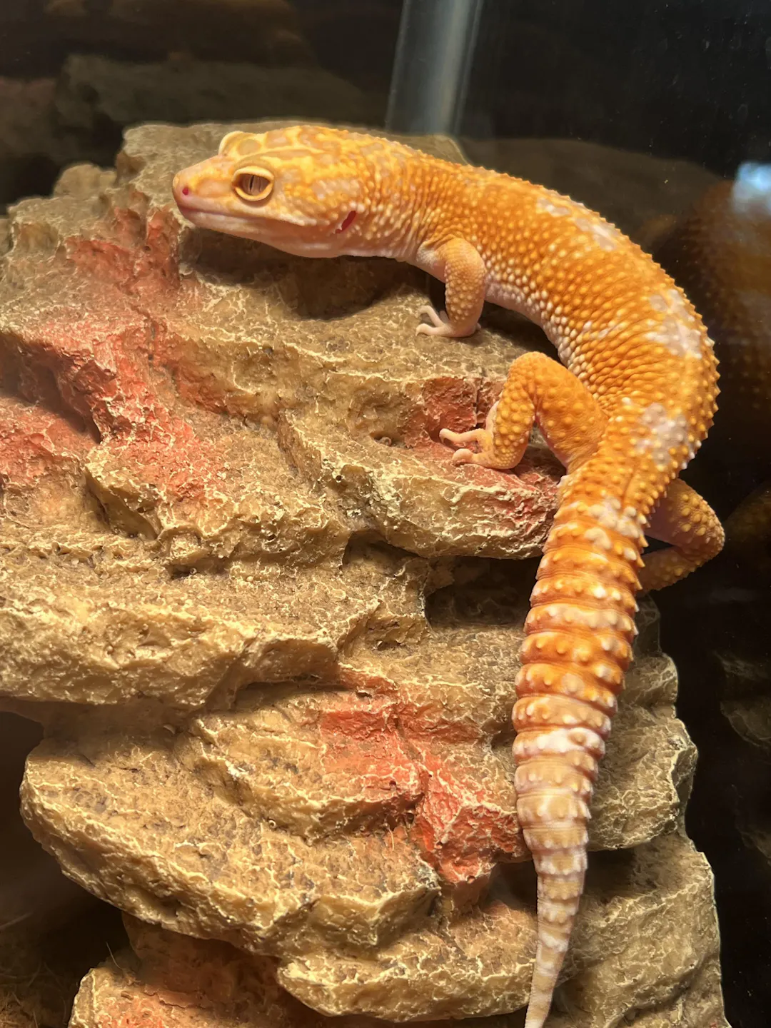 Affordable Mystery Leopard Gecko Box