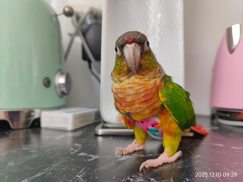 Buy Red FeatherWear FlightSuit Reusable Bird Diaper Online Get