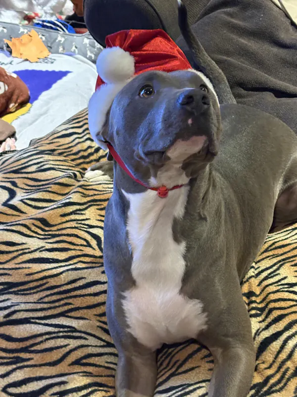 Ronald C.'s dog enjoying Get Joy