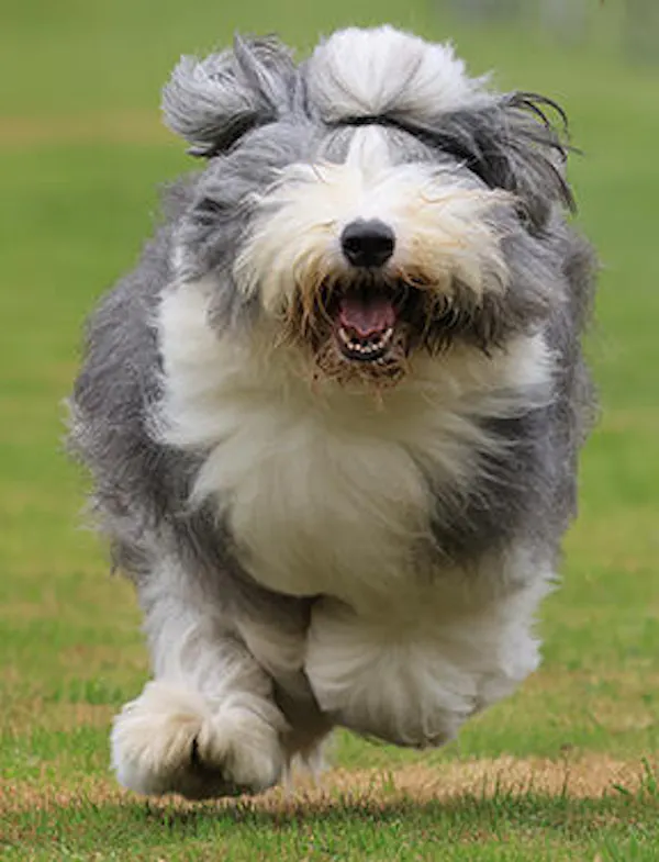 Betsy S.'s dog enjoying Get Joy