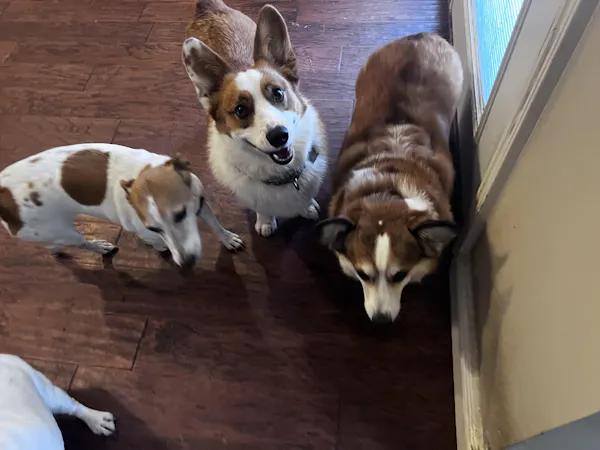 Robin R.'s dog enjoying Get Joy