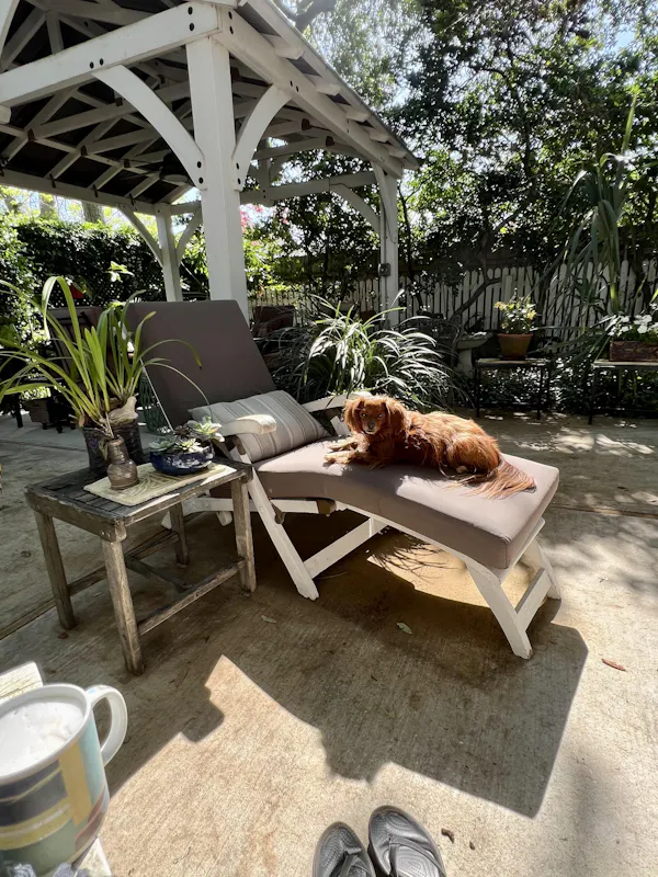 Granny's dog enjoying Get Joy