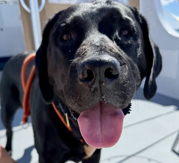 Joy's dog enjoying Get Joy