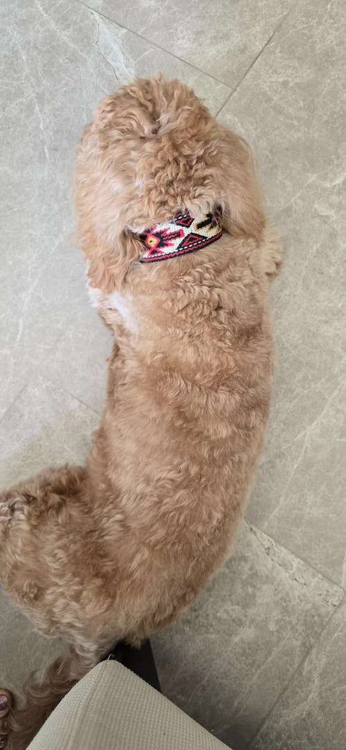 Dog Collar: Peyote Rojo