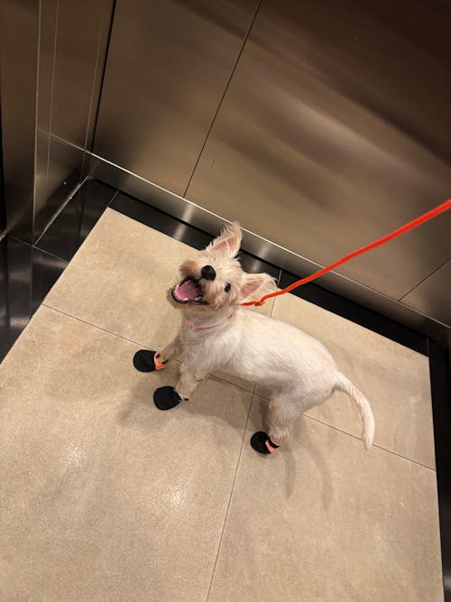 Non-Stop Dog Wear, Protector Booties