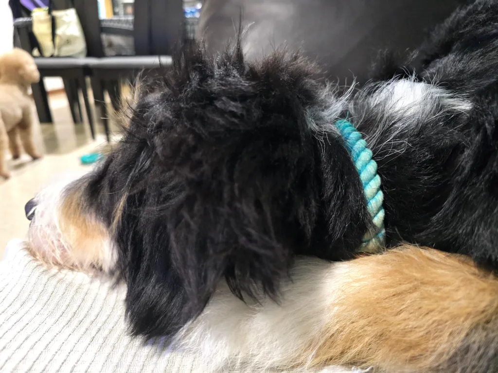 Rope and Leather Dog Collar, Teal (FINAL SALE)