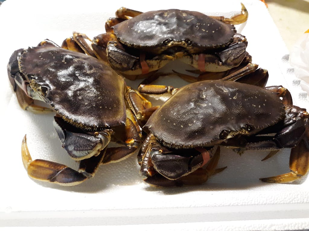 Buy Live Dungeness Crab from Global Seafoods Freshly Sourced Daily