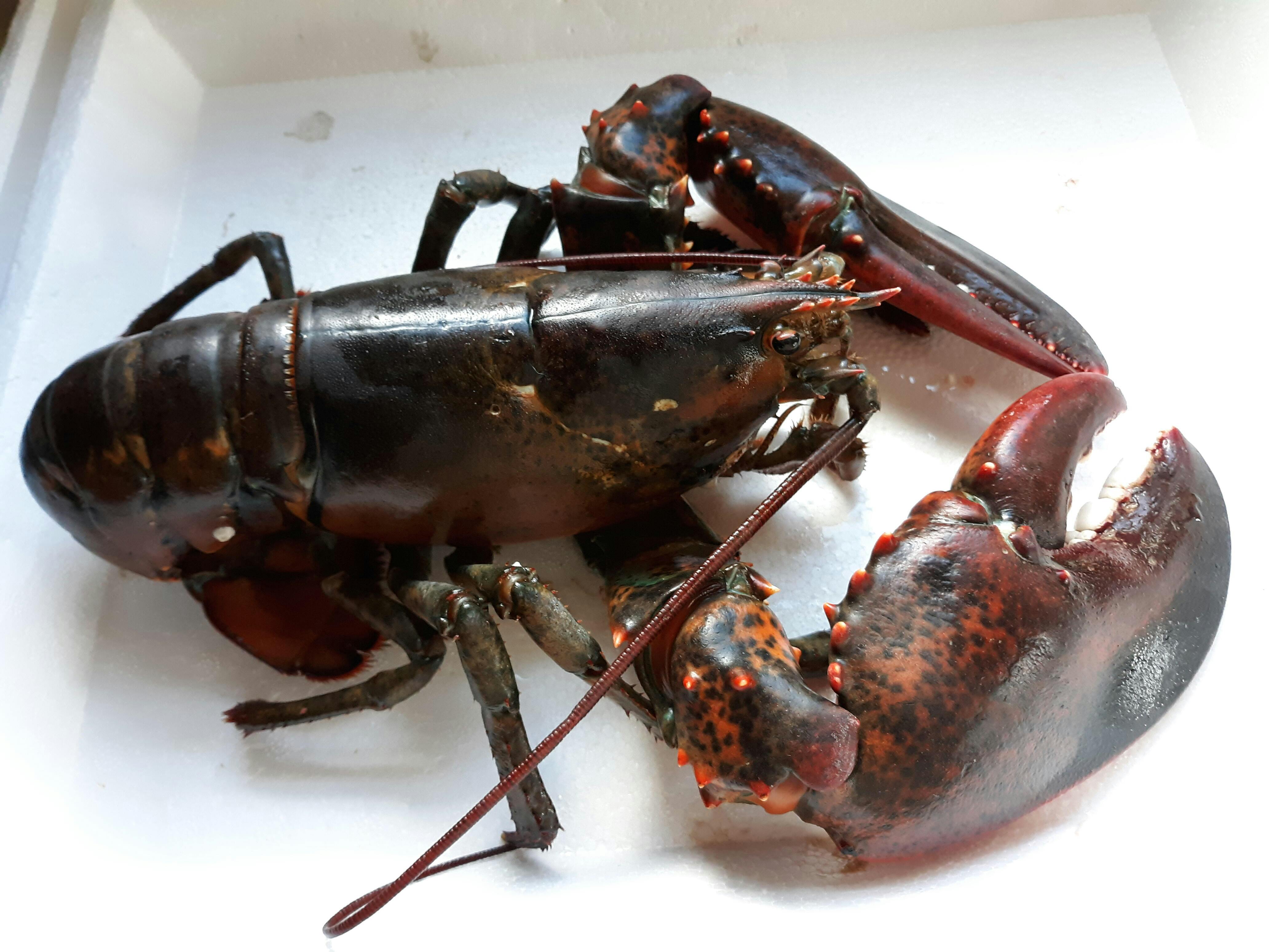 Live Maine Lobster - Freshly Caught And Shipped Overnight