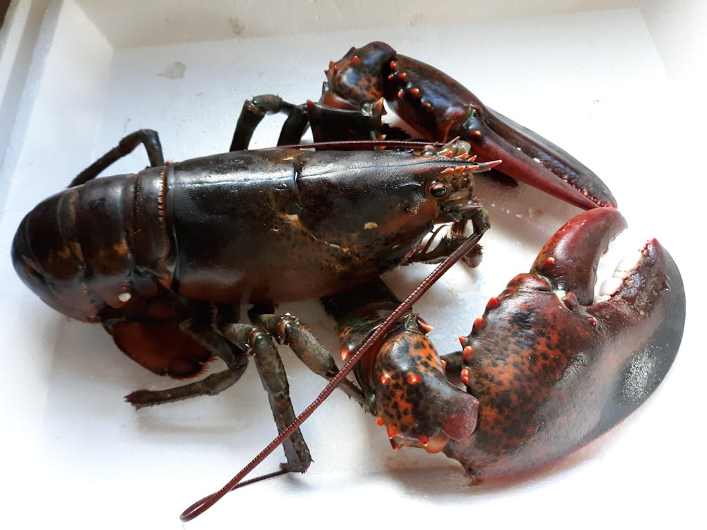 Live Maine Lobster Freshly Caught and Shipped Overnight