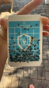 GlowGuard Rechargable Fly Trap & Gnat Killer | Muti-Purpose Mosquito Trap + Fruit Fly Catcher | 1 Device+ 4 Refills