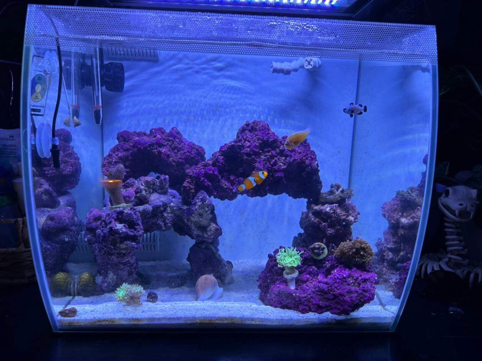 GLOWRIUM Saltwater Aquarium Light,Smart Reef Coral Light,App