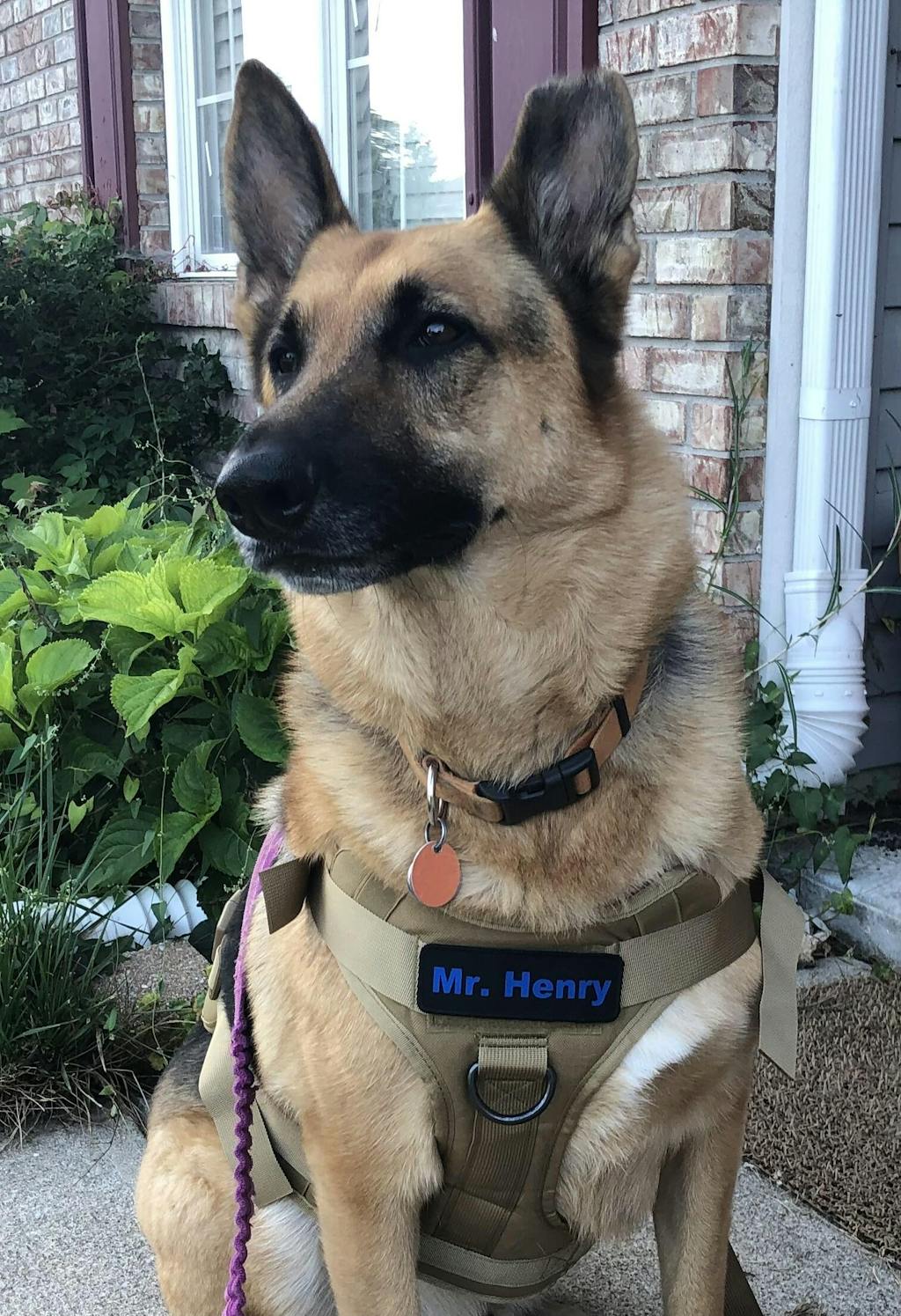 Orange Dog Harness, Neon Dog Harness , Orange Tactical Dog Harness, Dog Hunting Harness Goat